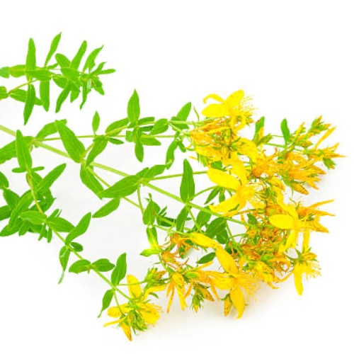 &nbsp;Icariin&nbsp;Extract&nbsp;